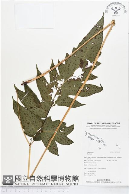 登錄號:BP00169藏品圖，第1張