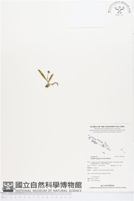 閉花八粉蘭藏品圖，第1張