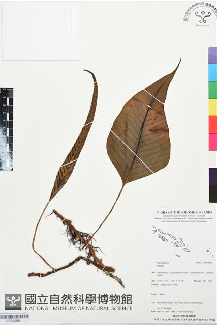 登錄號:BP03469藏品圖，第1張