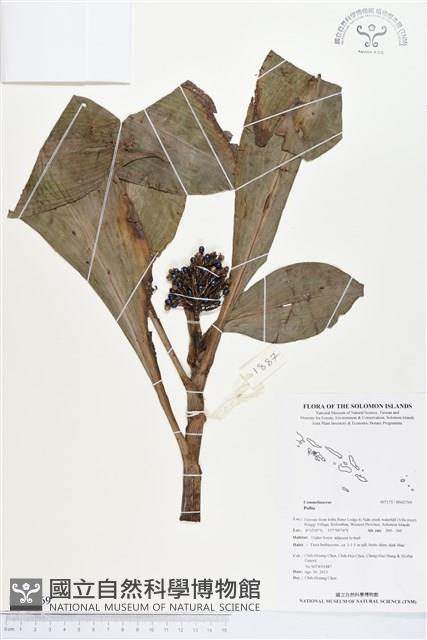 登錄號:BS02769藏品圖，第1張