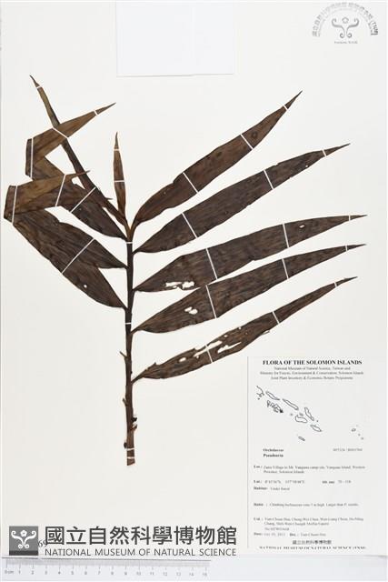 登錄號:BS03769藏品圖，第1張