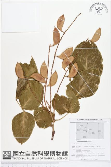 水黃皮藏品圖，第1張