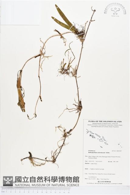 登錄號:BS03569藏品圖，第1張