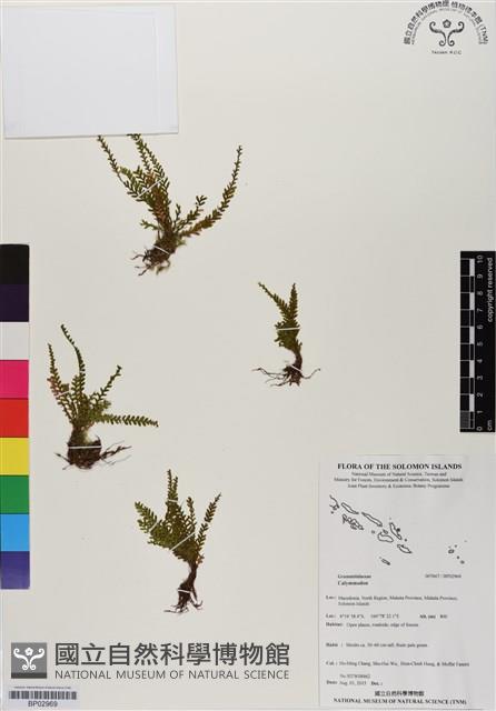 登錄號:BP02969藏品圖，第1張