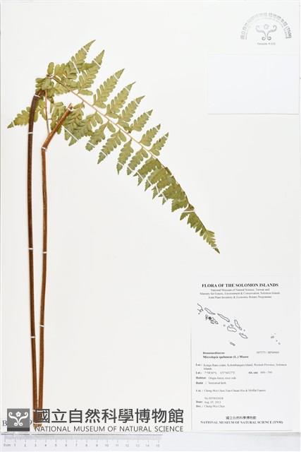 熱帶鱗蓋蕨藏品圖，第1張