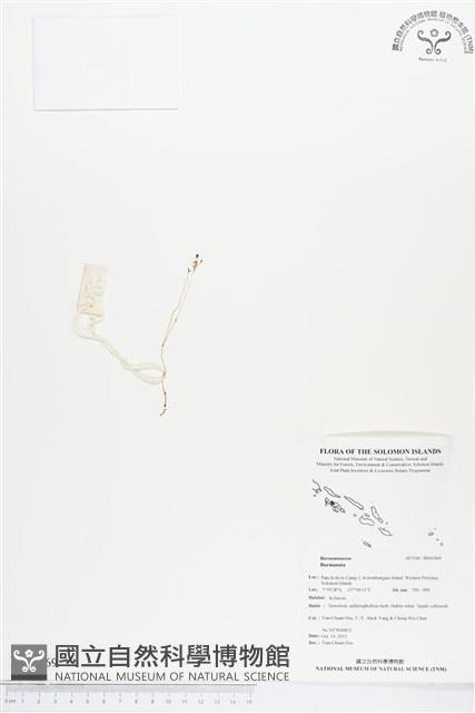 登錄號:BS01969藏品圖，第1張