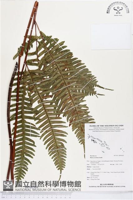 溪鳳尾蕨藏品圖，第1張