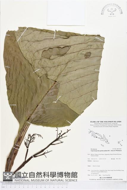 登錄號:BS03849藏品圖，第1張