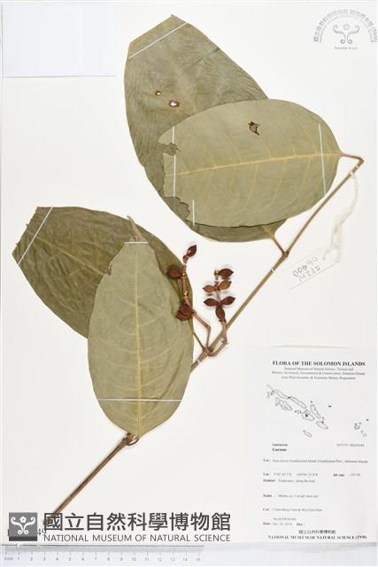 登錄號:BG00049藏品圖，第1張