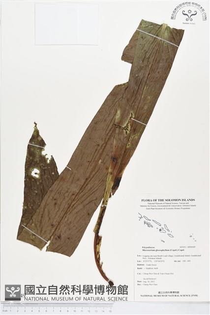 登錄號:BP00049藏品圖，第1張