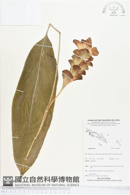 登錄號:BS04049藏品圖，第1張