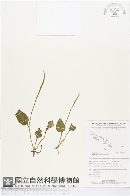 網脈瓶爾小草藏品圖，第1張