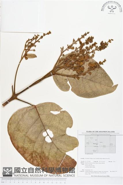登錄號:BS01649藏品圖，第1張