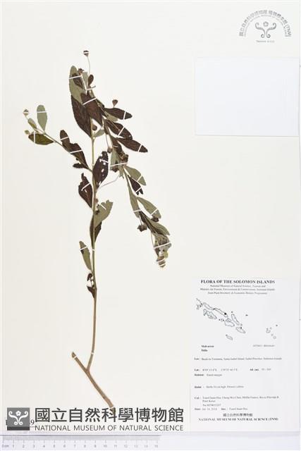 登錄號:BS04649藏品圖，第1張