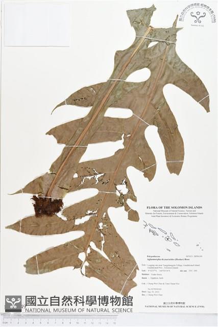 登錄號:BP00149藏品圖，第1張