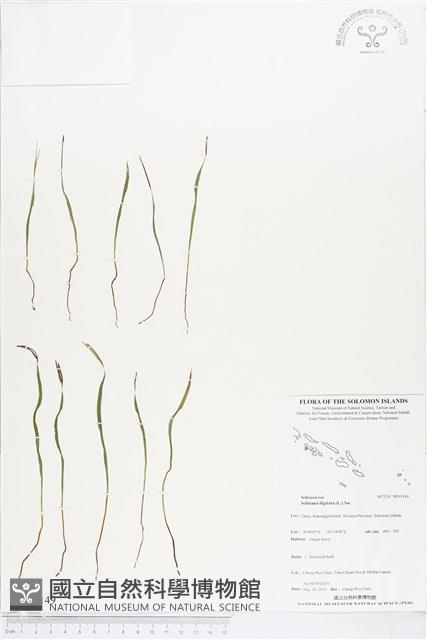 莎草蕨藏品圖，第1張