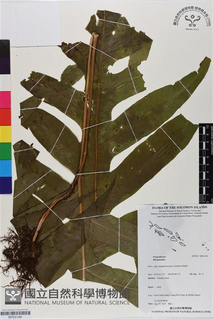 登錄號:BP03149藏品圖，第1張