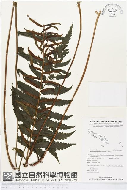 登錄號:BP00449藏品圖，第1張