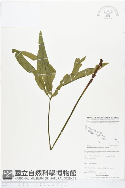 錫蘭七指蕨藏品圖，第1張