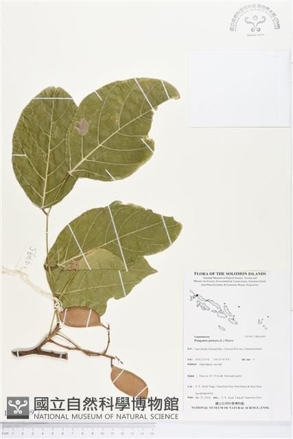 水黃皮藏品圖，第1張