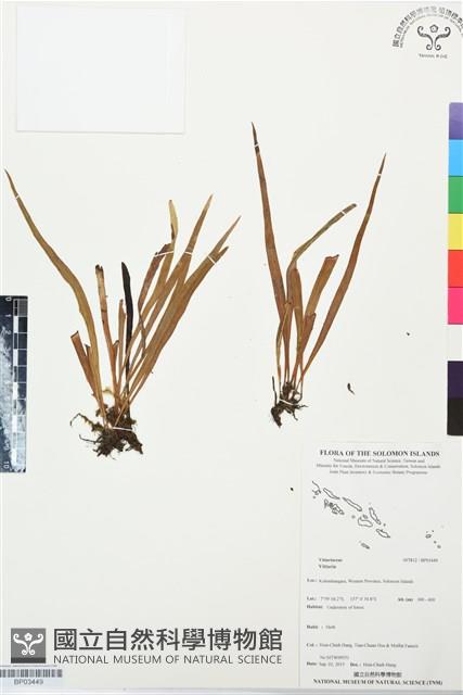 登錄號:BP03449藏品圖，第1張