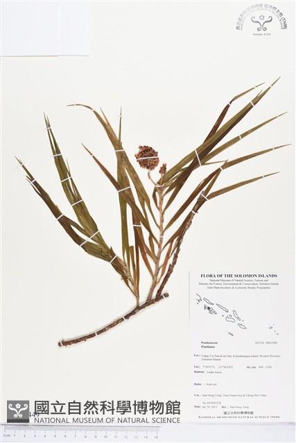 登錄號:BS03449藏品圖，第1張