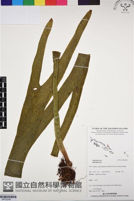 登錄號:BP03249藏品圖，第1張