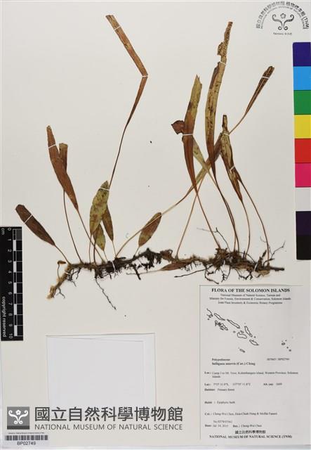 登錄號:BP02749藏品圖，第1張