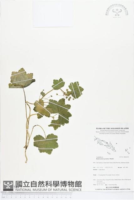 爪哇天胡荽藏品圖，第1張