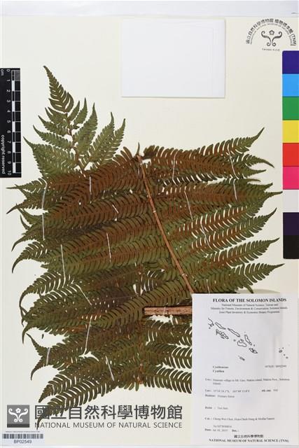 登錄號:BP02549藏品圖，第1張