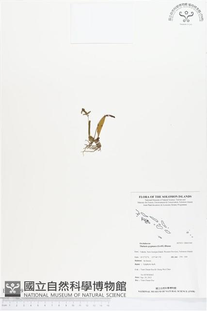 閉花八粉蘭藏品圖，第1張