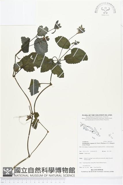 登錄號:BS04549藏品圖，第1張