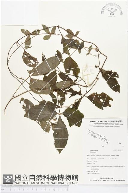 登錄號:BS02949藏品圖，第1張