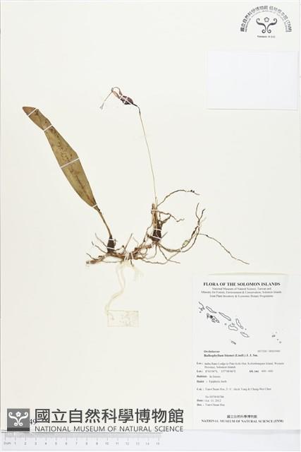 登錄號:BS01949藏品圖，第1張