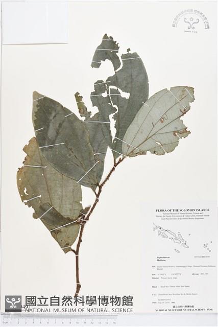 登錄號:BS04949藏品圖，第1張