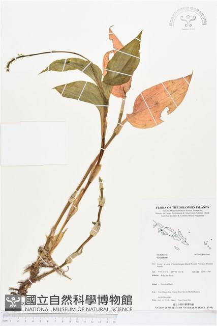 登錄號:BS03949藏品圖，第1張