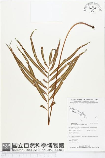 竹葉蕨藏品圖，第1張