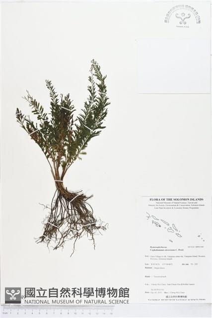 Accession Number:BP01349 Collection Image