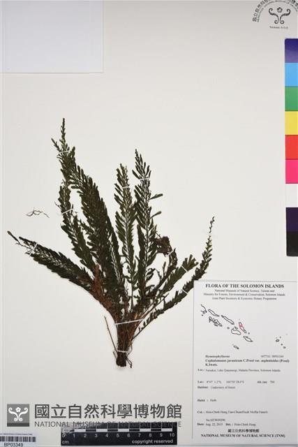 菲律賓厚葉蕨藏品圖，第1張