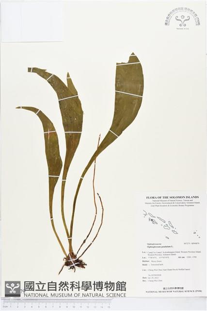 Accession Number:BP00879 Collection Image