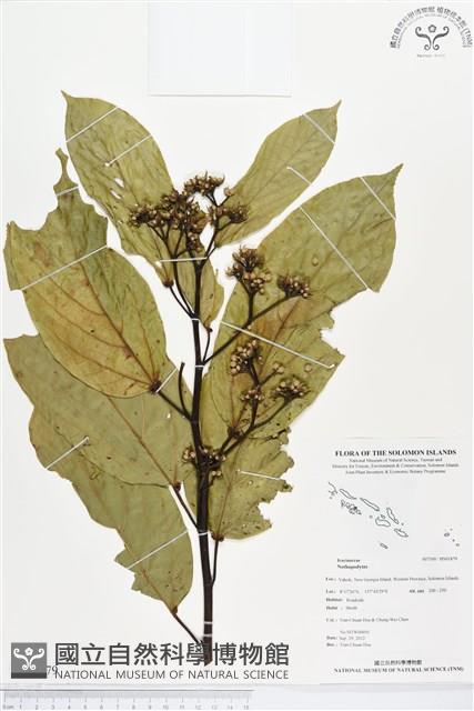 登錄號:BS01879藏品圖，第1張