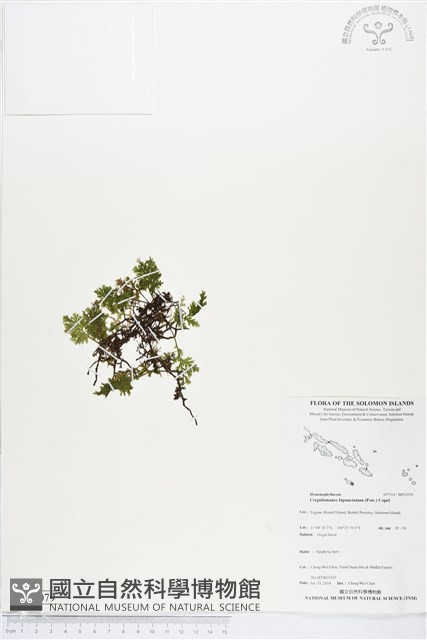 南洋假脈蕨藏品圖，第1張