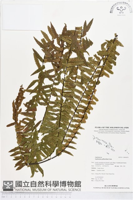 登錄號:BP00079藏品圖，第1張