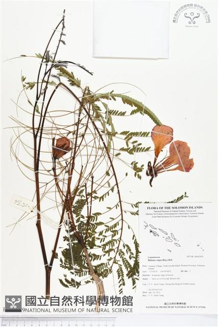 鳳凰木藏品圖，第1張