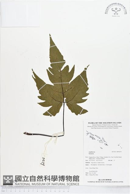 登錄號:BP00479藏品圖，第1張