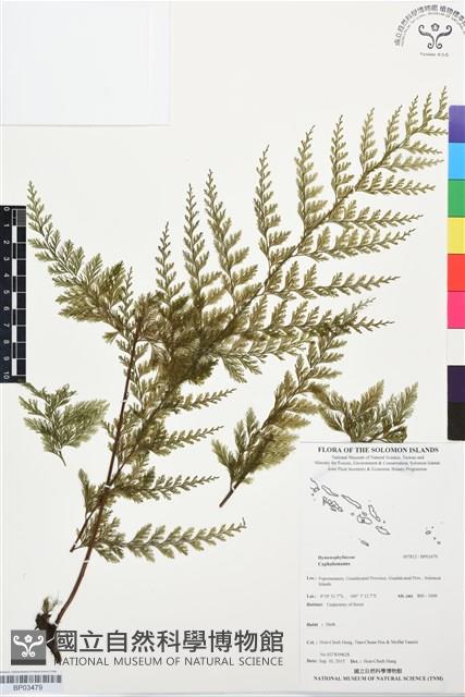 登錄號:BP03479藏品圖，第1張