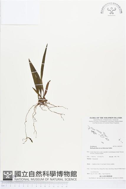 登錄號:BS03479藏品圖，第1張