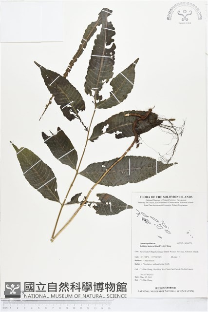 尾葉實蕨藏品圖，第1張