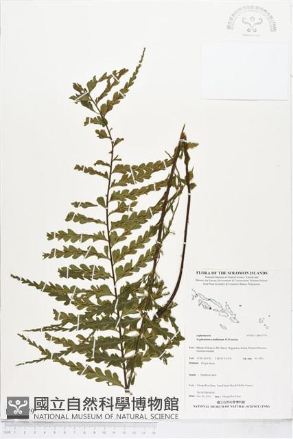 登錄號:BP01779藏品圖，第1張