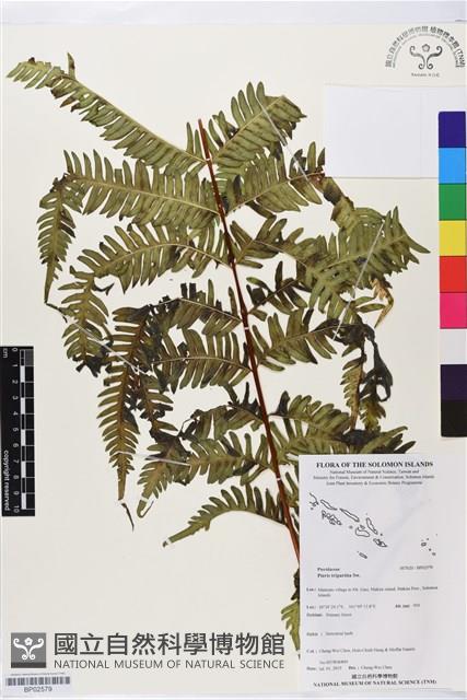 三腳鳳尾蕨藏品圖，第1張